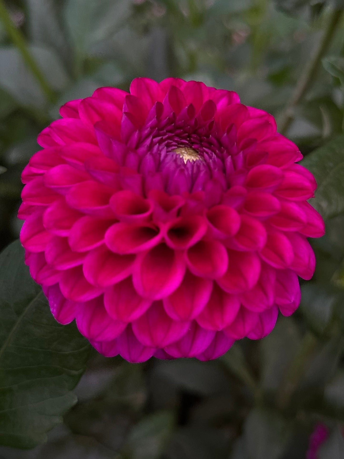 Close-up of a vibrant magenta flower with green leaves in the background