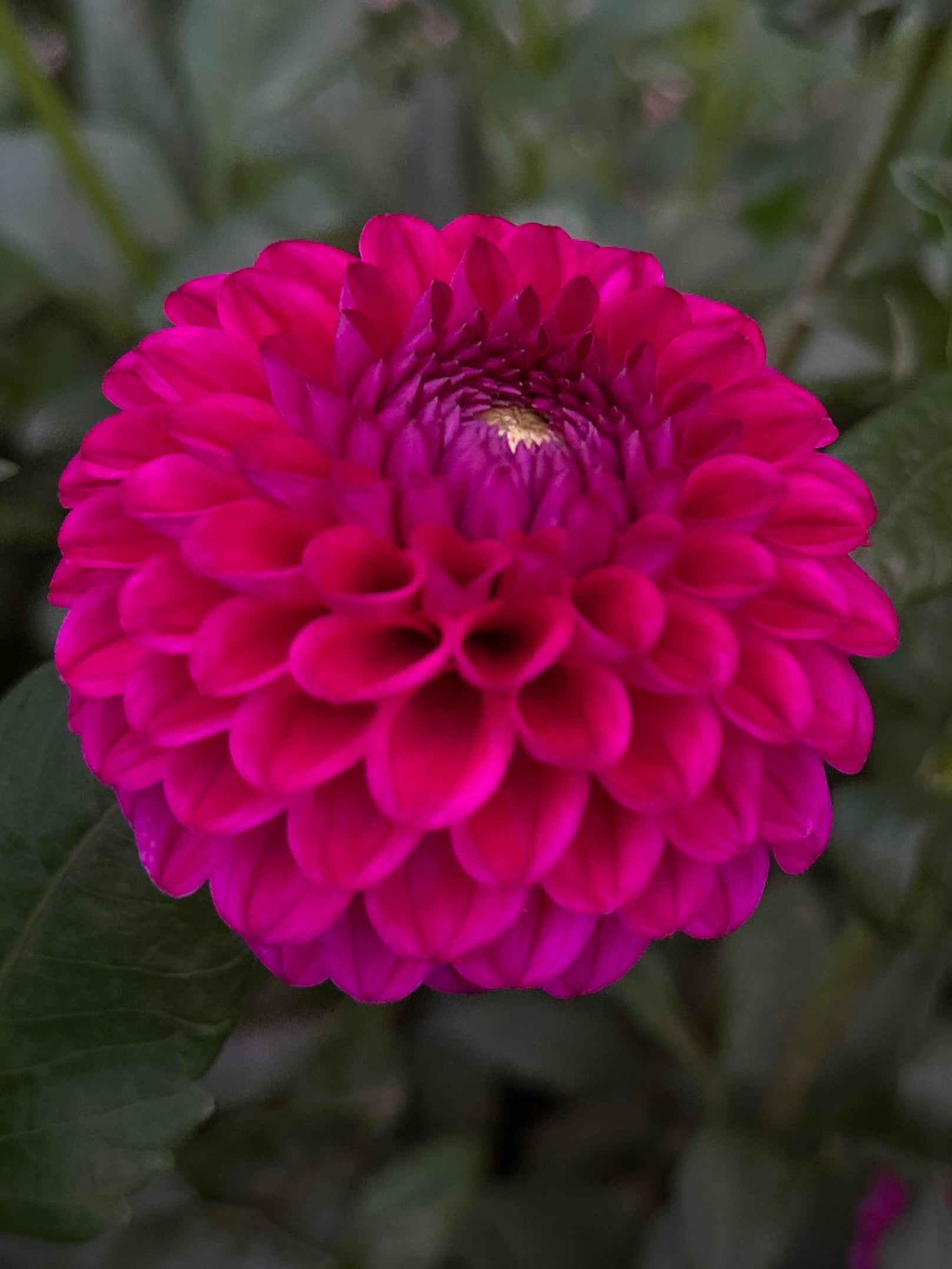 Close-up of a vibrant magenta flower with green leaves in the background