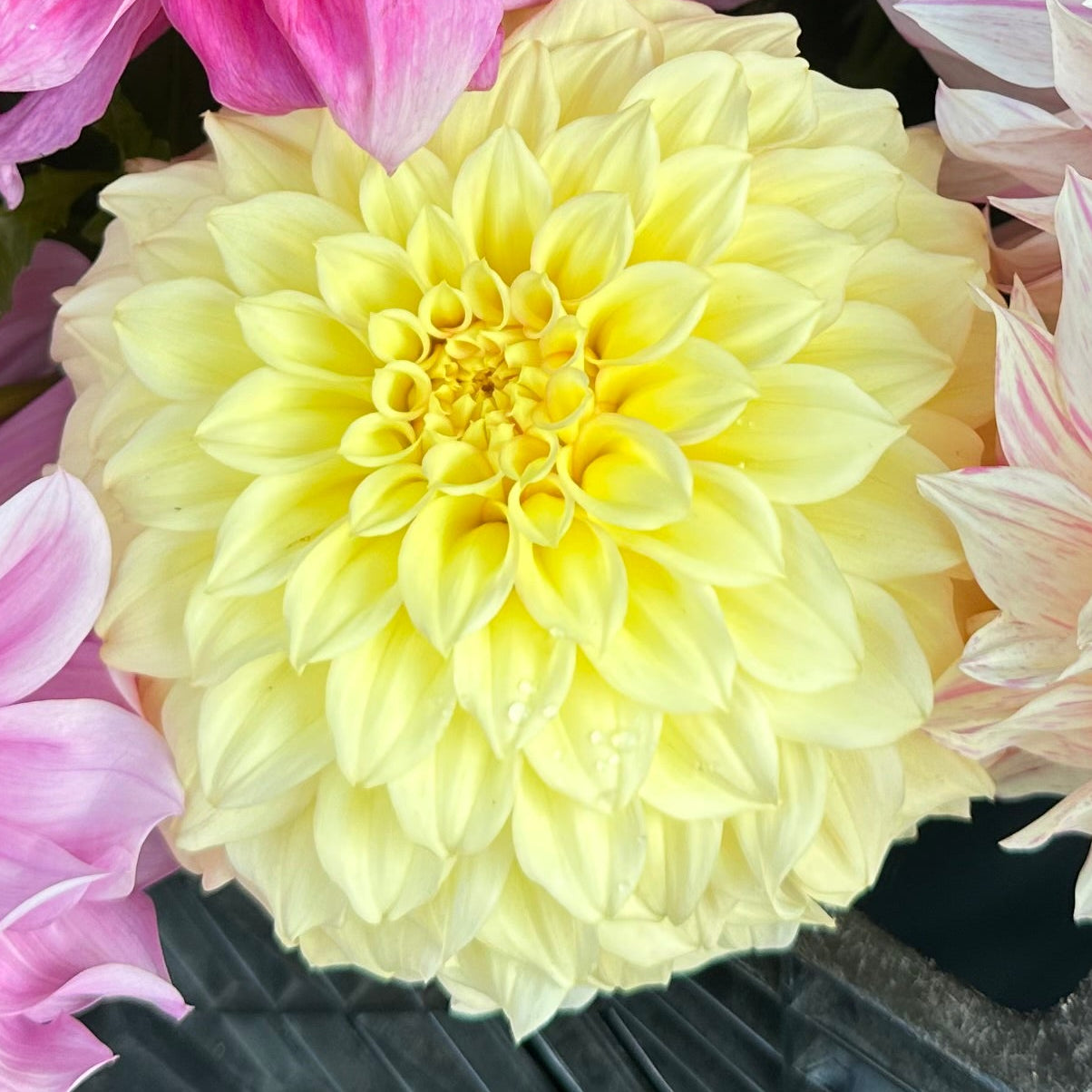 Close-up of a yellow flower with pink and white flowers in the background