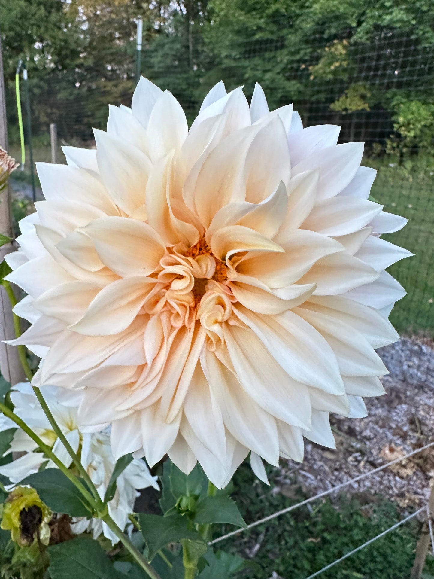 Cafe au Lait Dahlia Tuber
