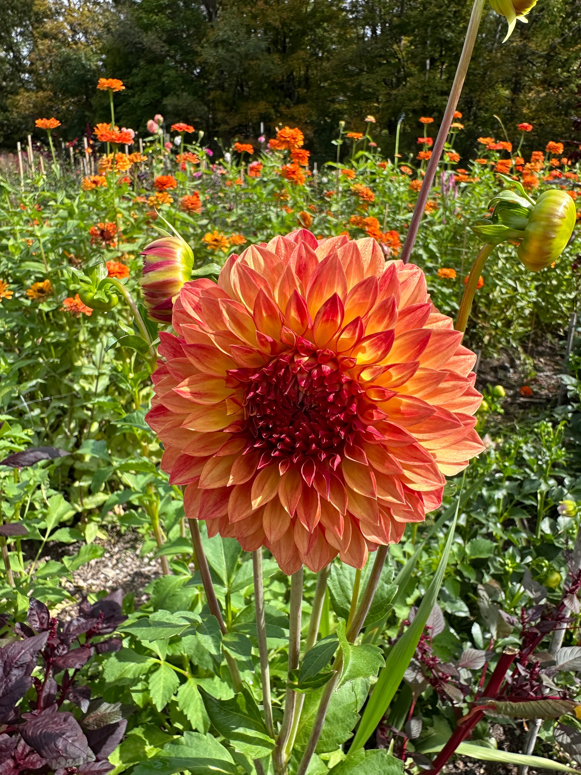 Large orange dahlia with  pointed petals and green leaves and other flowers in the background
