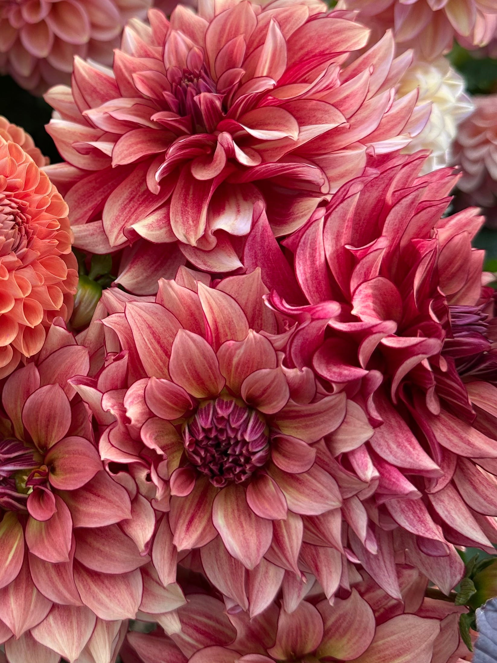 Close-up of muted orange/tan and red dahlias with a blurred background