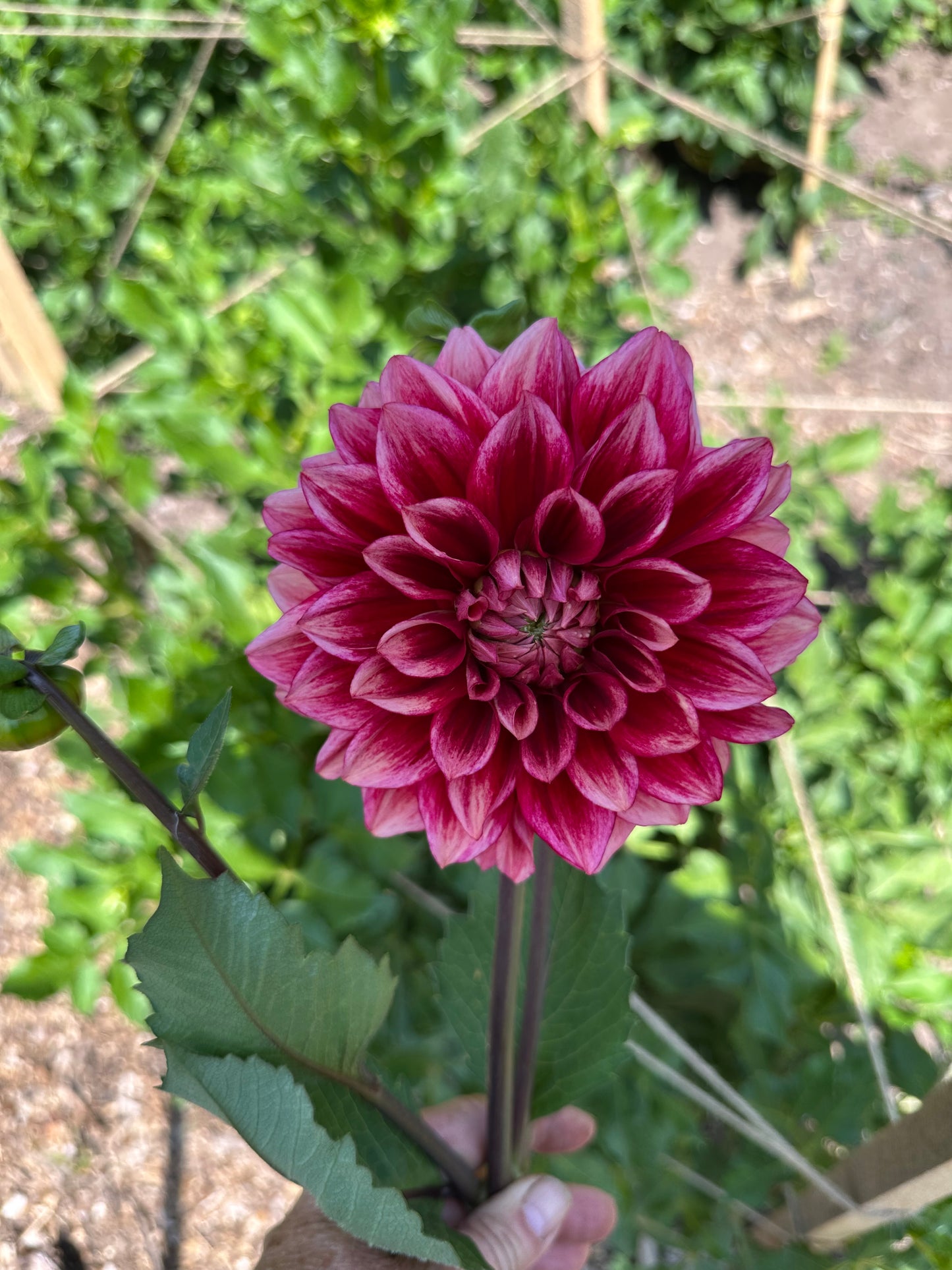 Bloomquist York Dahlia Tuber
