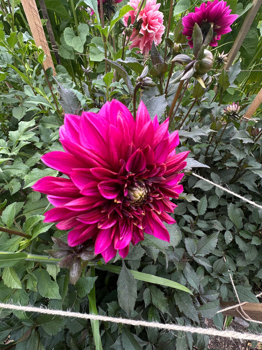 Purple Haze Dahlia Tuber