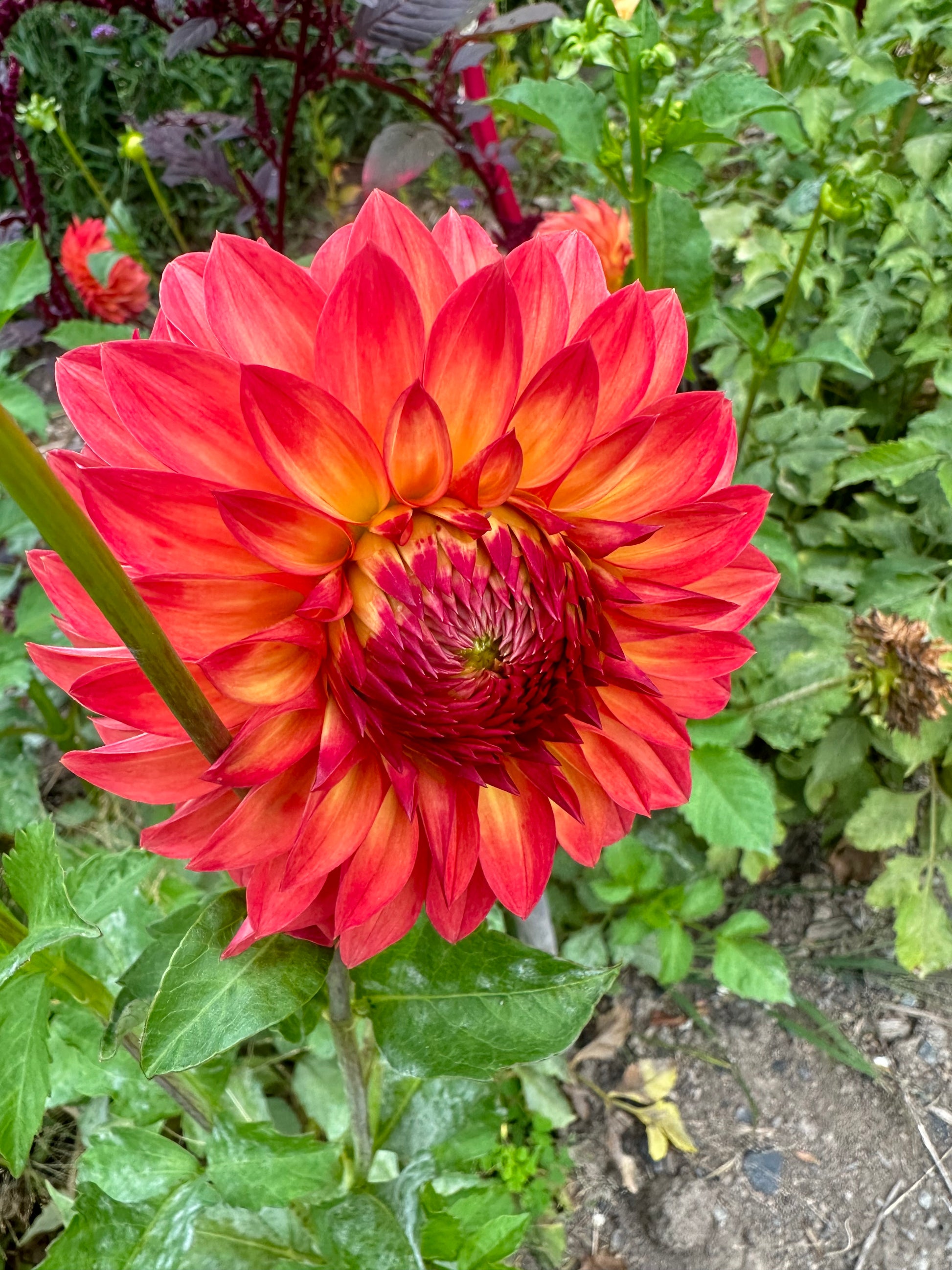 Red and orange dahlia flower with green leaves in the background
