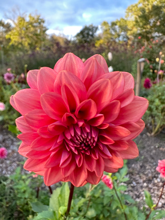 Mystique Dahlia Tuber