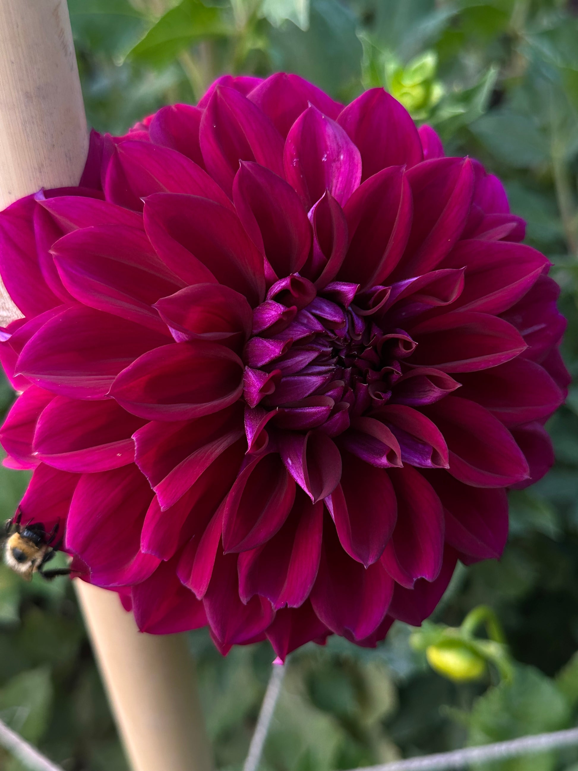 Close-up of a deep magenta/purple flower with a blurred green background