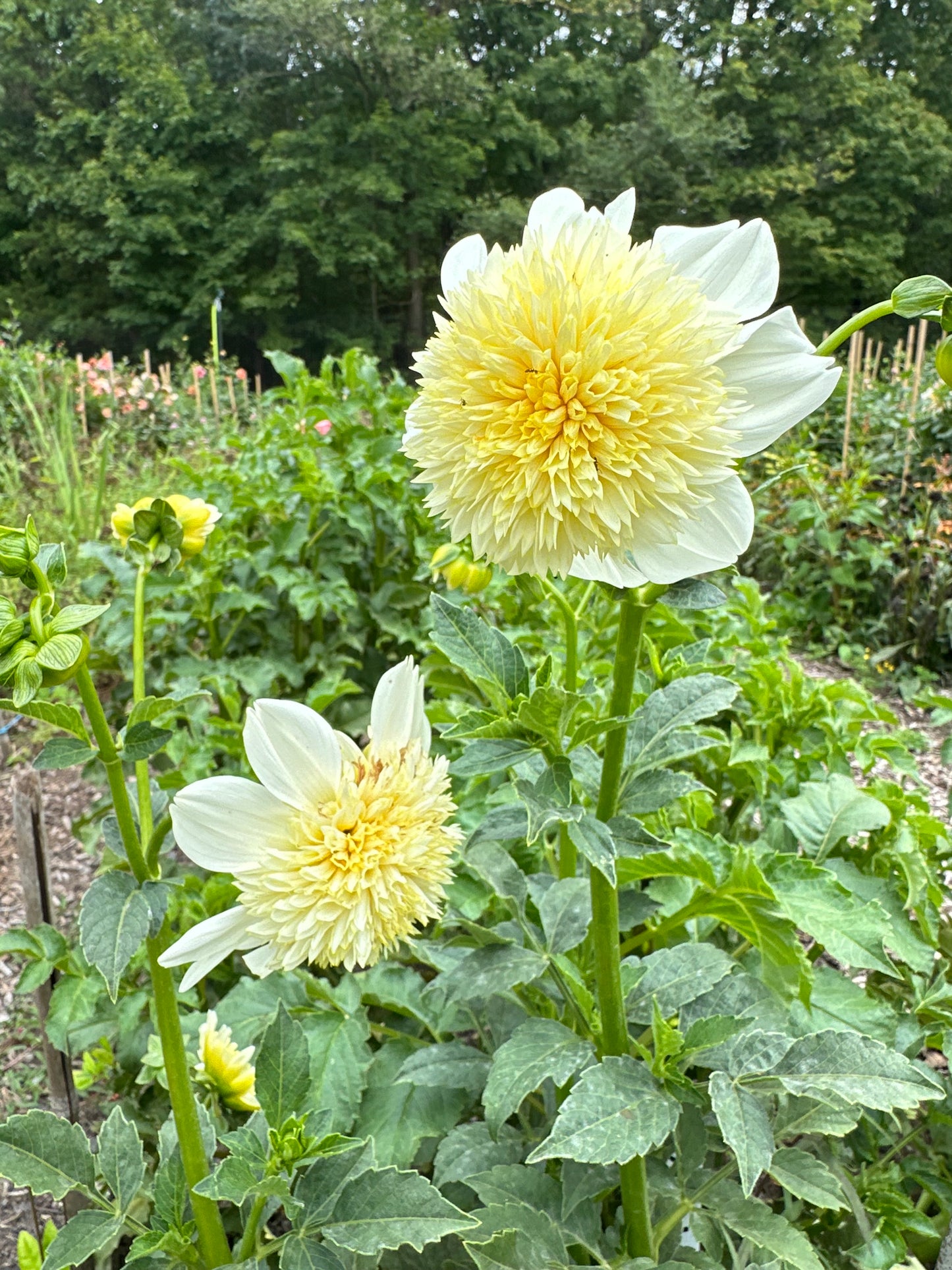 Platinum Blonde Dahlia Tuber