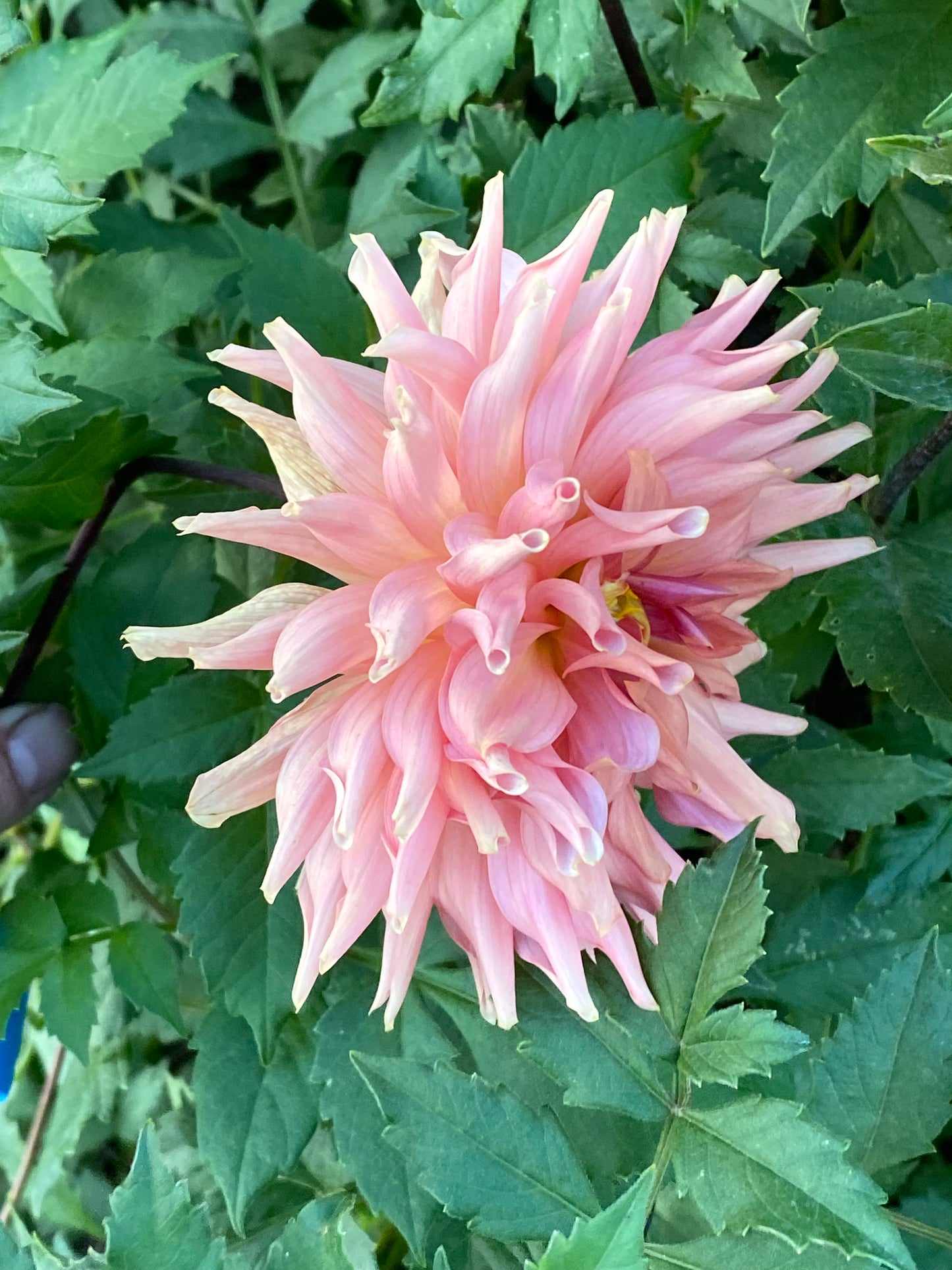 Penhill Watermelon Dahlia Tuber