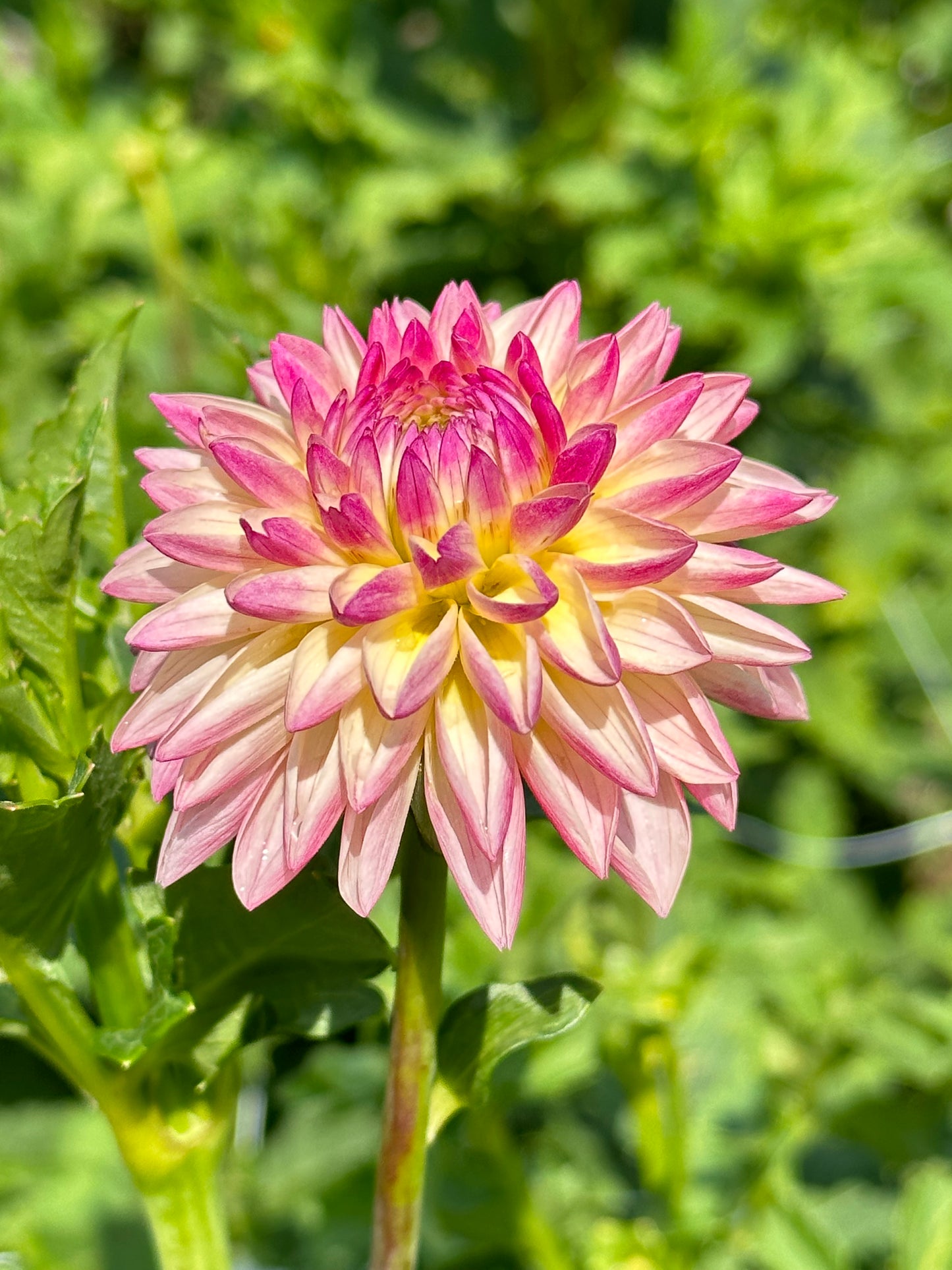 Valley Porcupine Dahlia Tuber