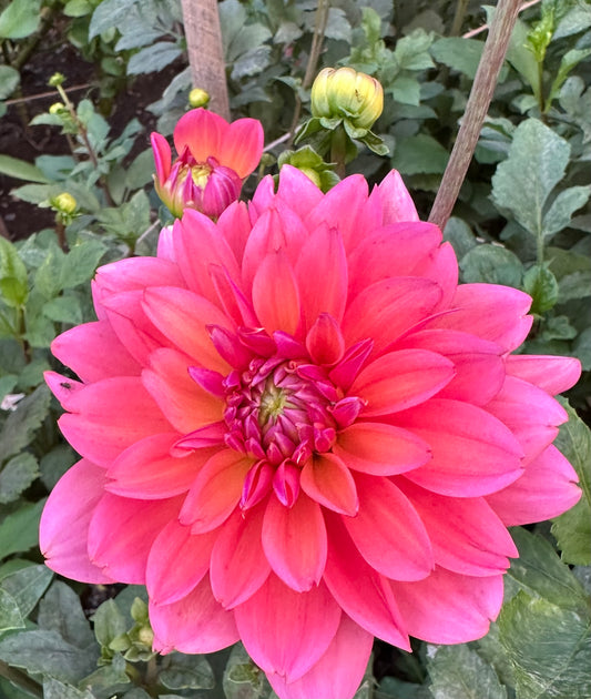Great Silence Dahlia