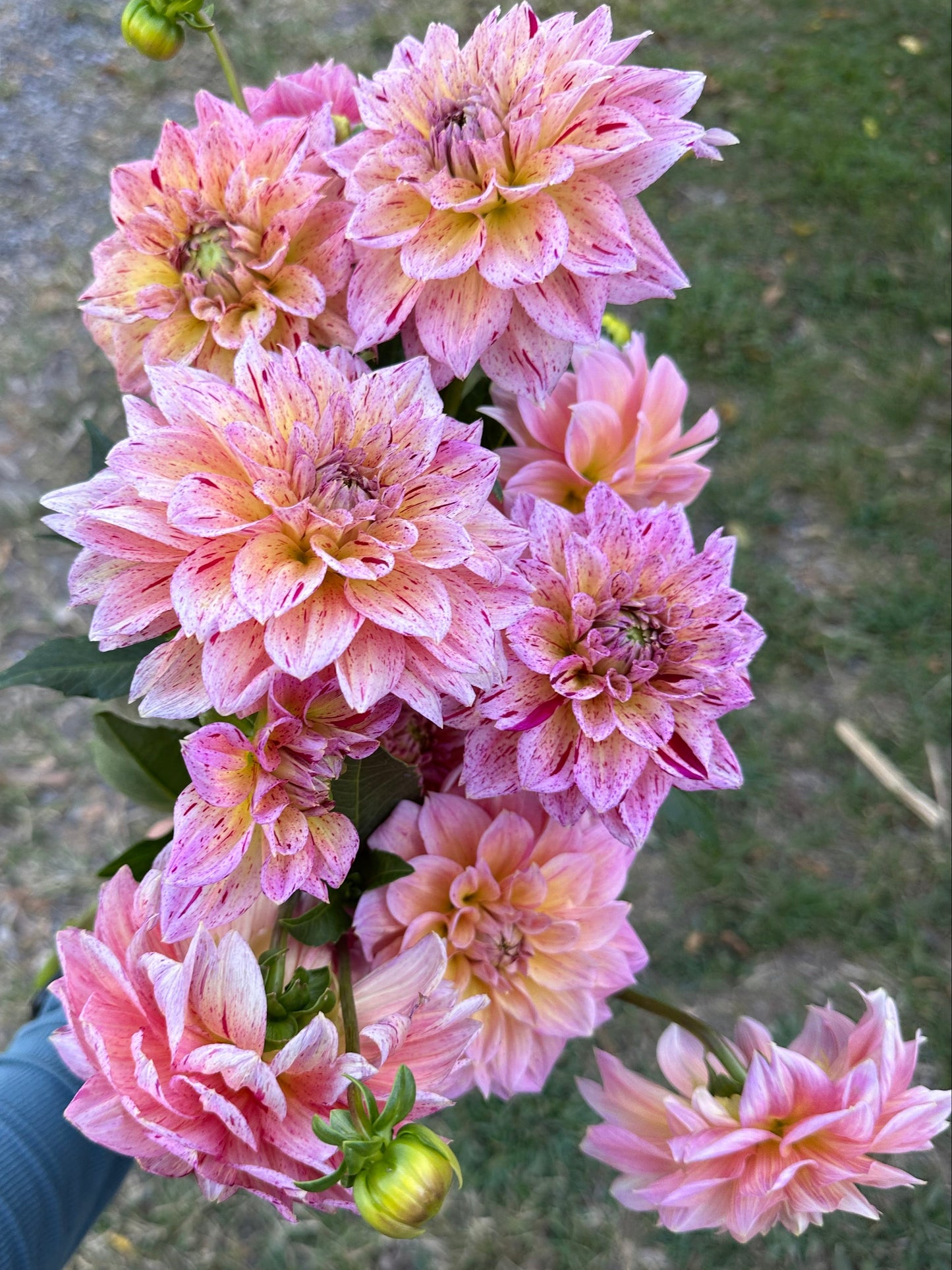 Carmen Fiesta Dahlia Tuber