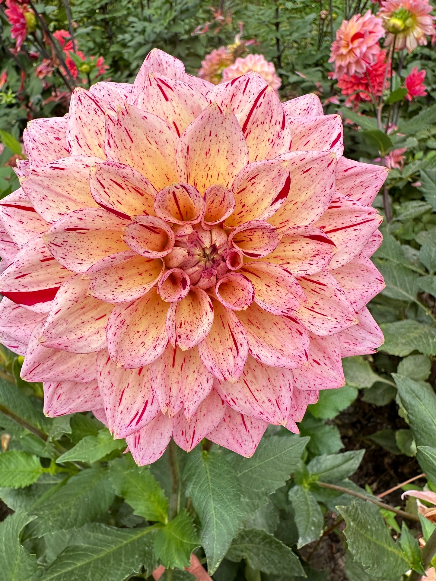 Carmen Fiesta Dahlia Tuber