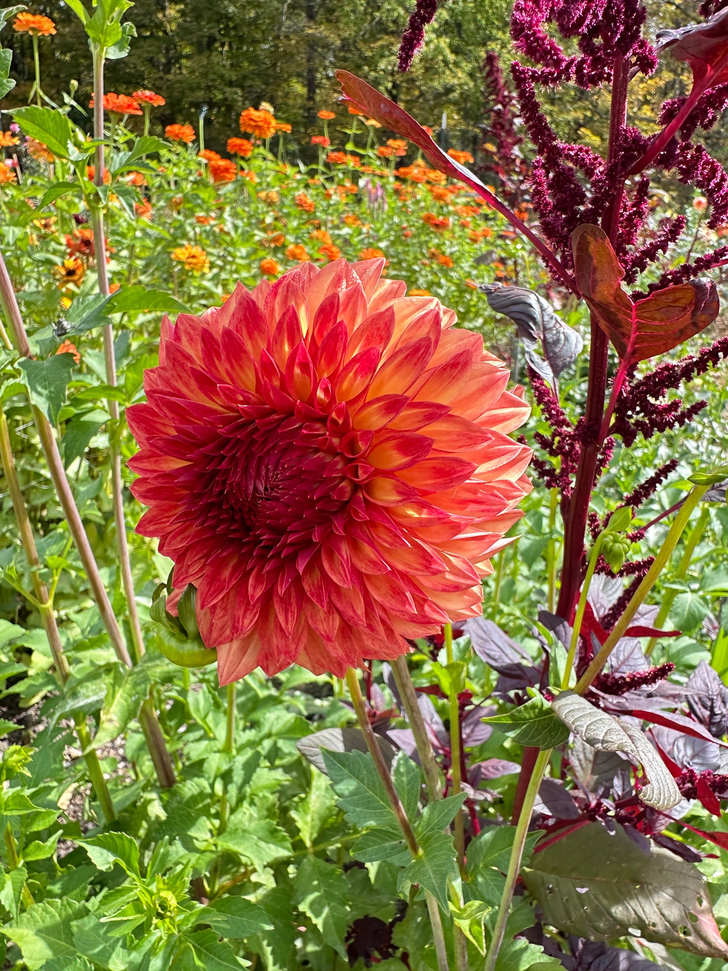 Orangey-red dahlia flower with pointed petals in a garden with green leaves and other plants