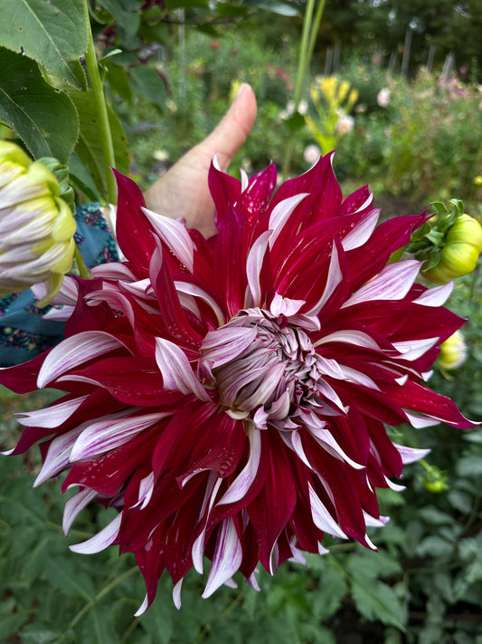 My Hero Dahlia Tuber