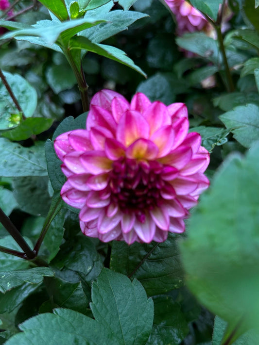 Pink flower with dark wine colored center, surrounded by dark green leaves.