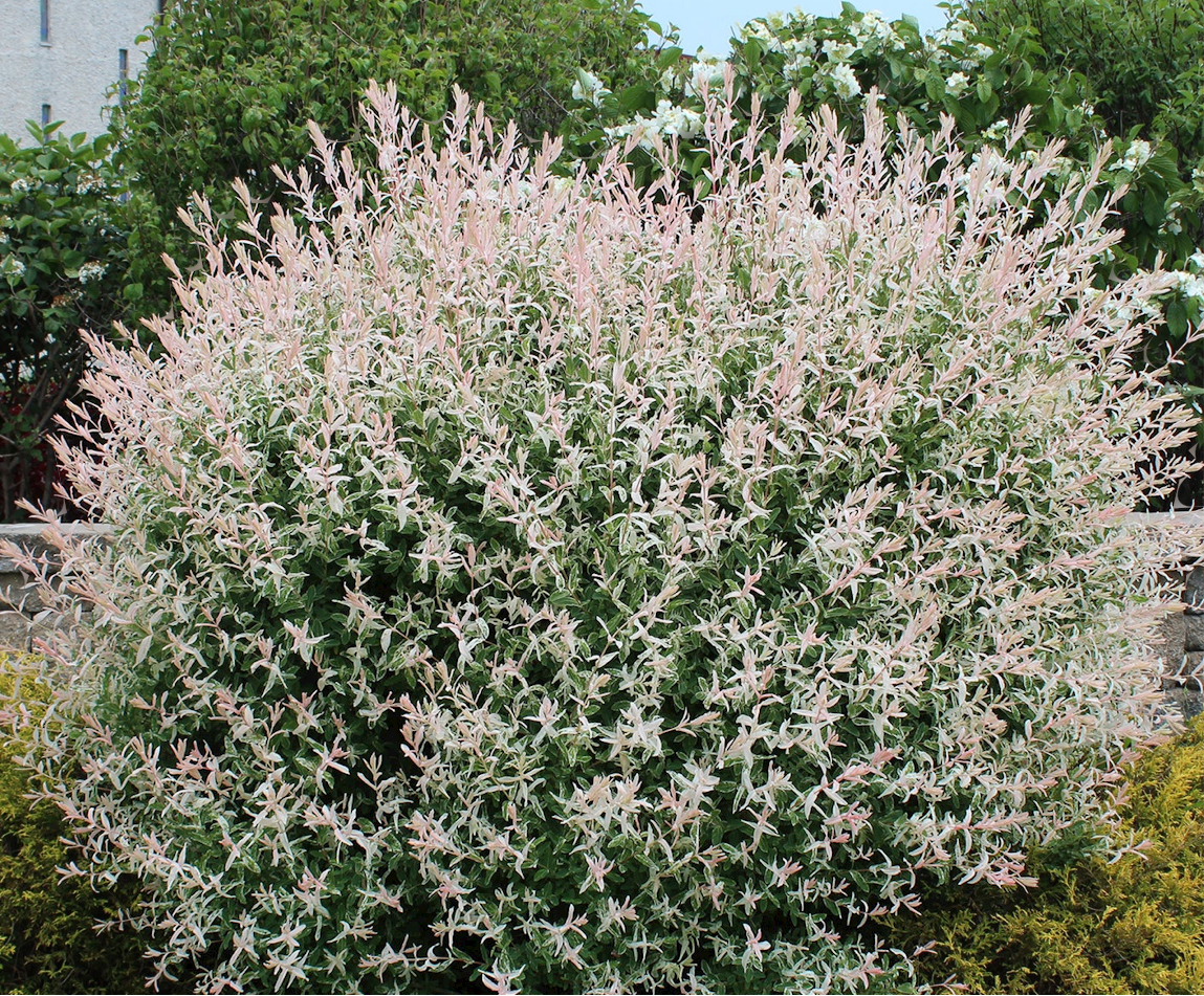 Unrooted Dappled Willow Cuttings, salix integra ‘Hakuro Nishiki’ 10 Cuttings