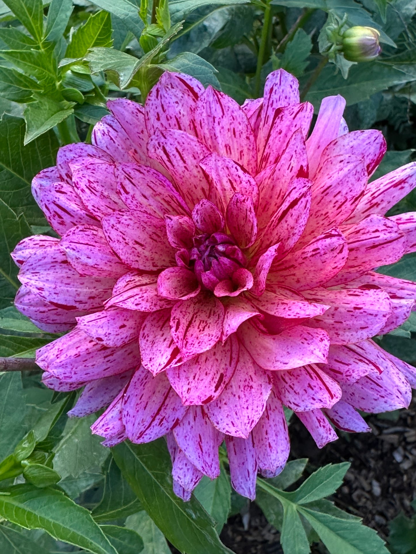 Mingus Toni Dahlia Tuber