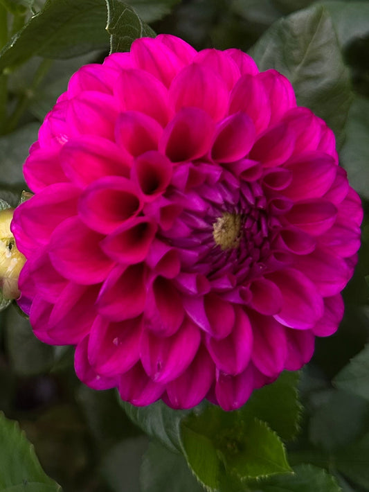 Close-up of a vibrant magenta flower with green leaves in the background