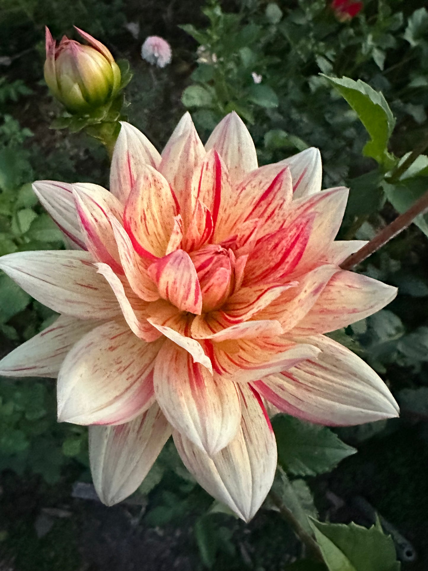 Awe Shucks Dahlia Tuber