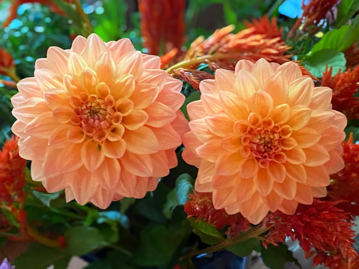 Glenerie’s Honey Pie Dahlia Tuber