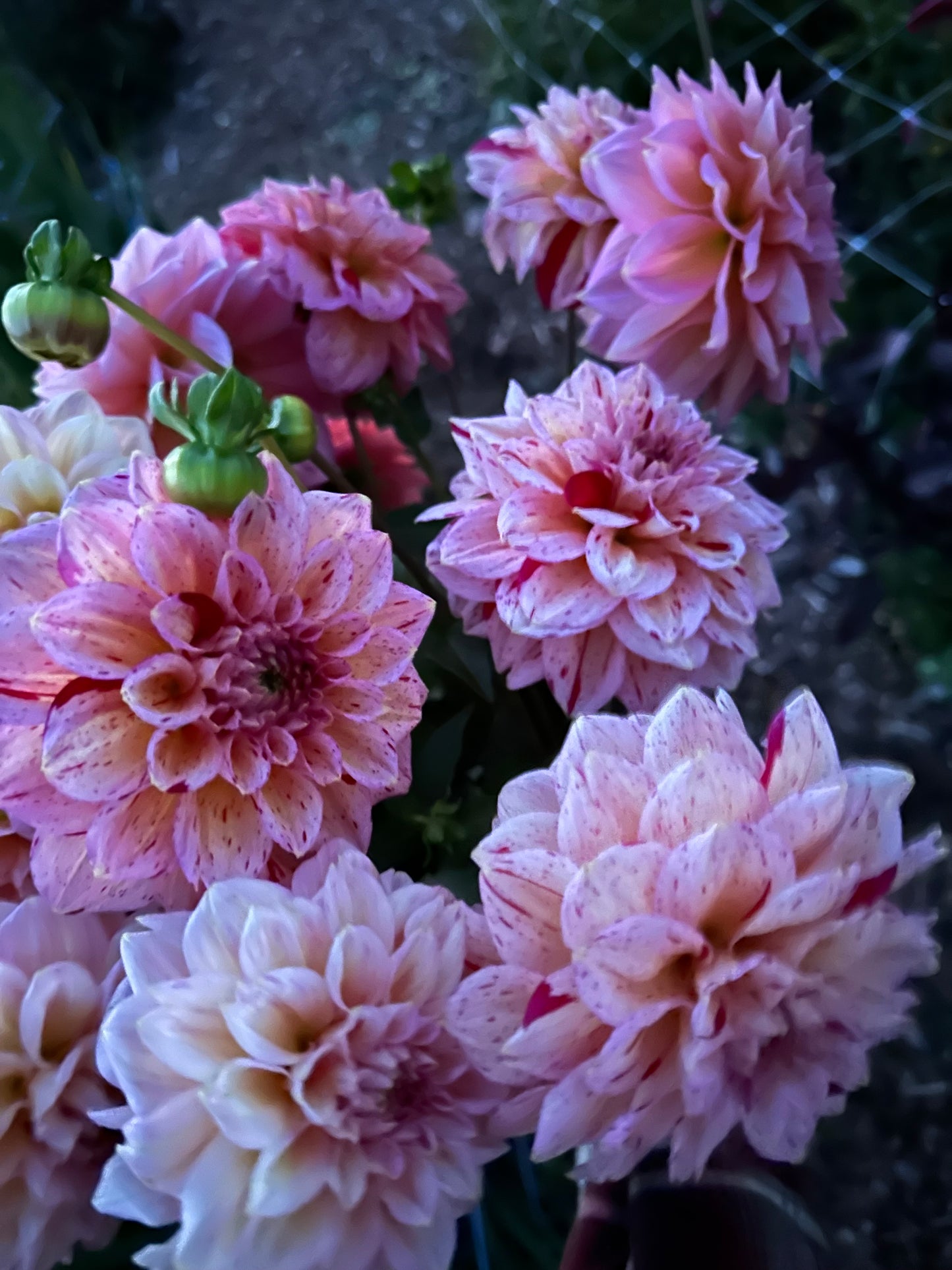 Carmen Fiesta Dahlia Tuber