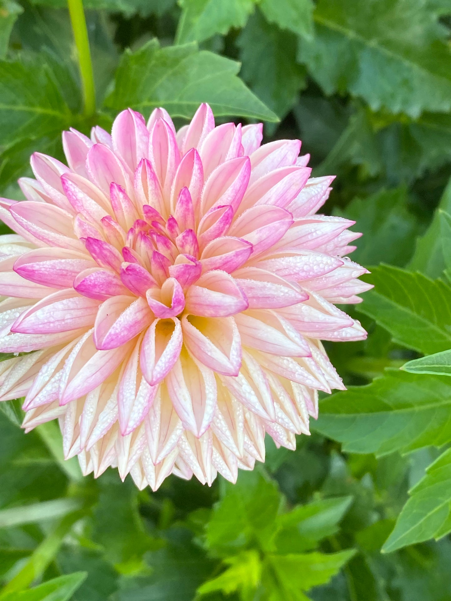 Valley Porcupine Dahlia Tuber