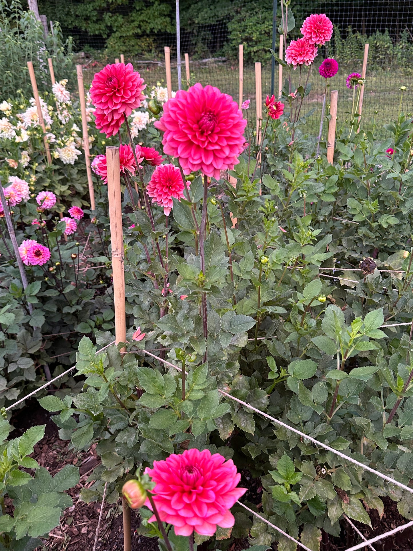 Salmon Runner Dahlia Tuber