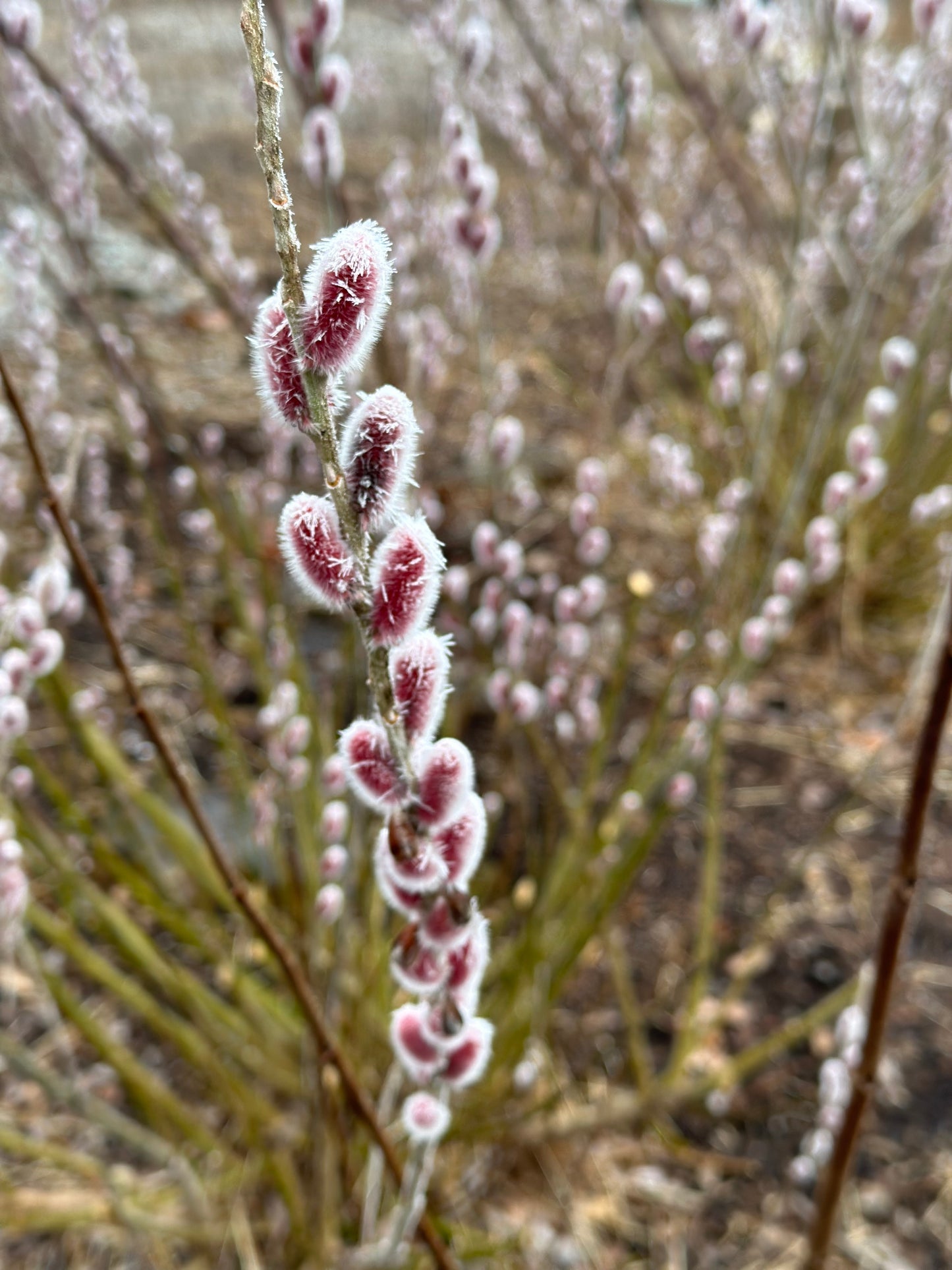 Pink Pussy Willow, unrooted cuttings (5 cuttings), Salix gracilistyla ‘Mt. Aso’