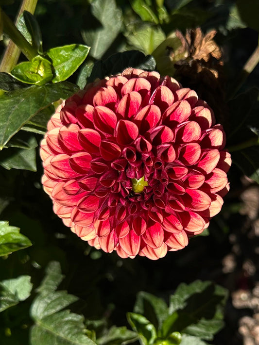 Copper Boy Dahlia Tuber
