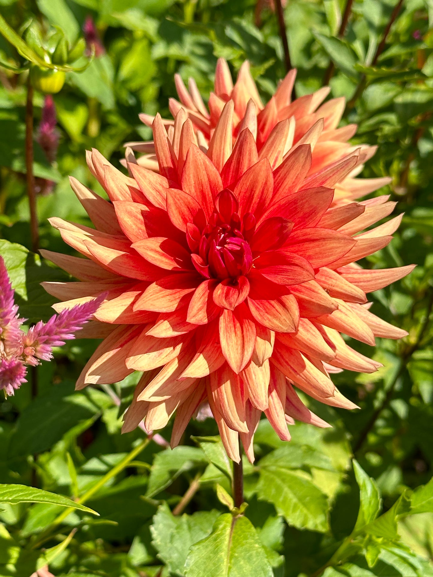 Good Day Dahlia Tuber