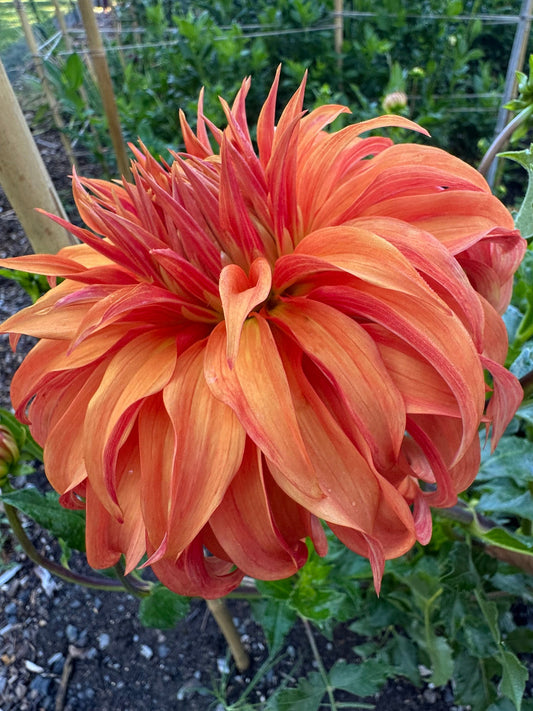 Large orange flower with pointed petals and green leaves in a garden setting