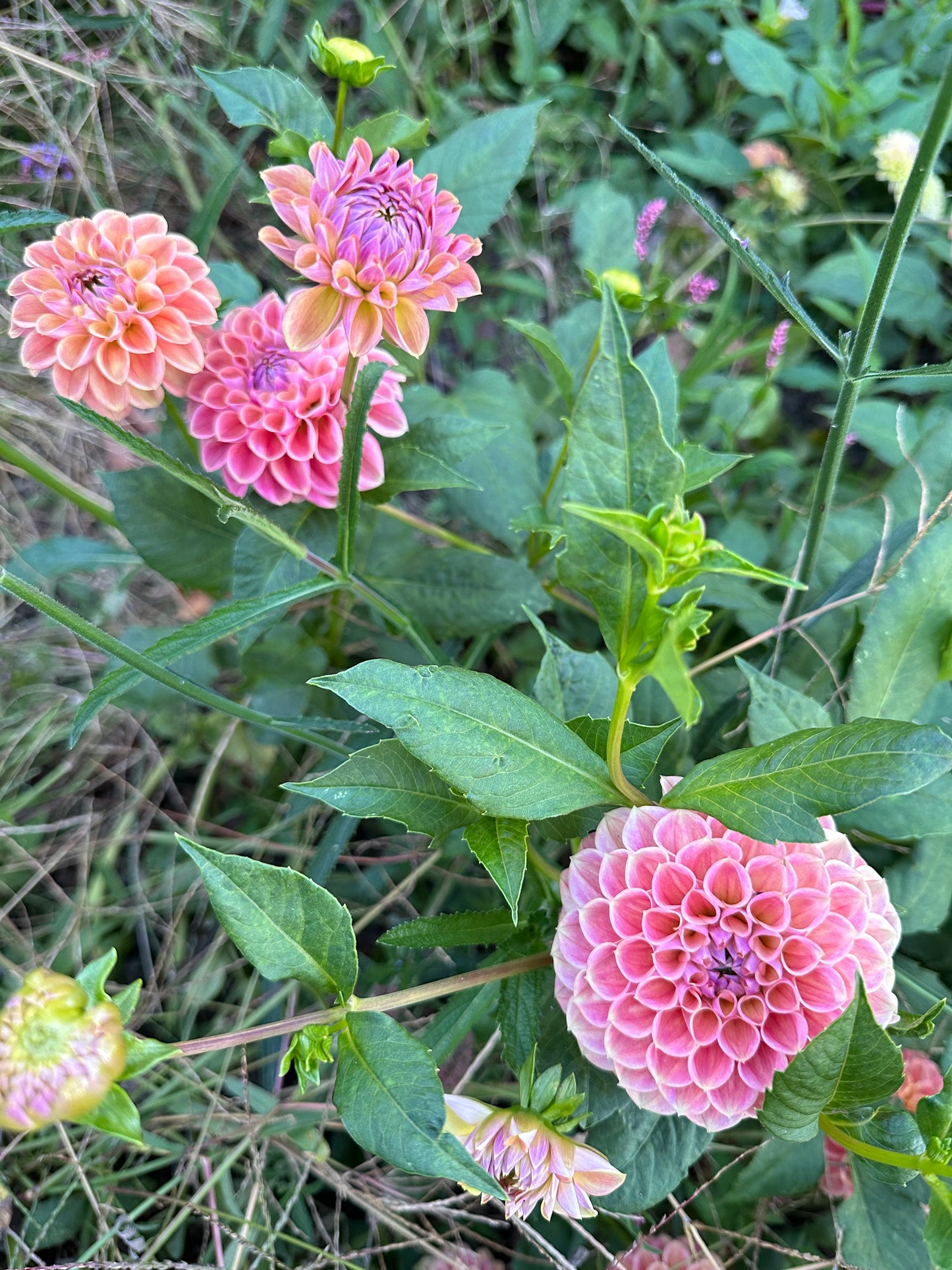 CT Babycakes Dahlia Tuber