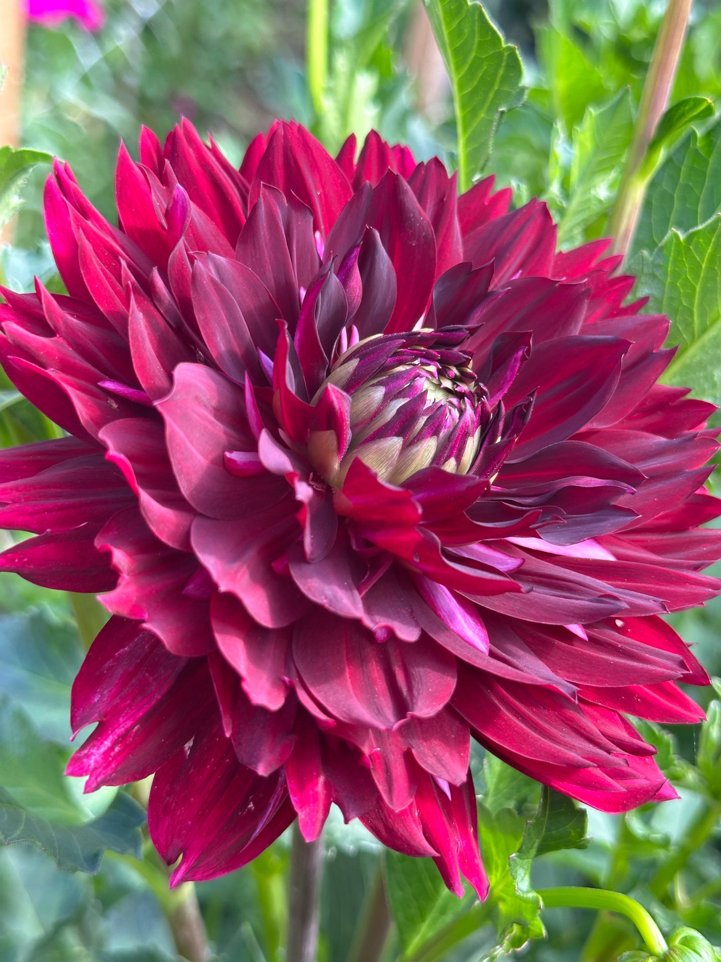 Hollyhill Black Widow