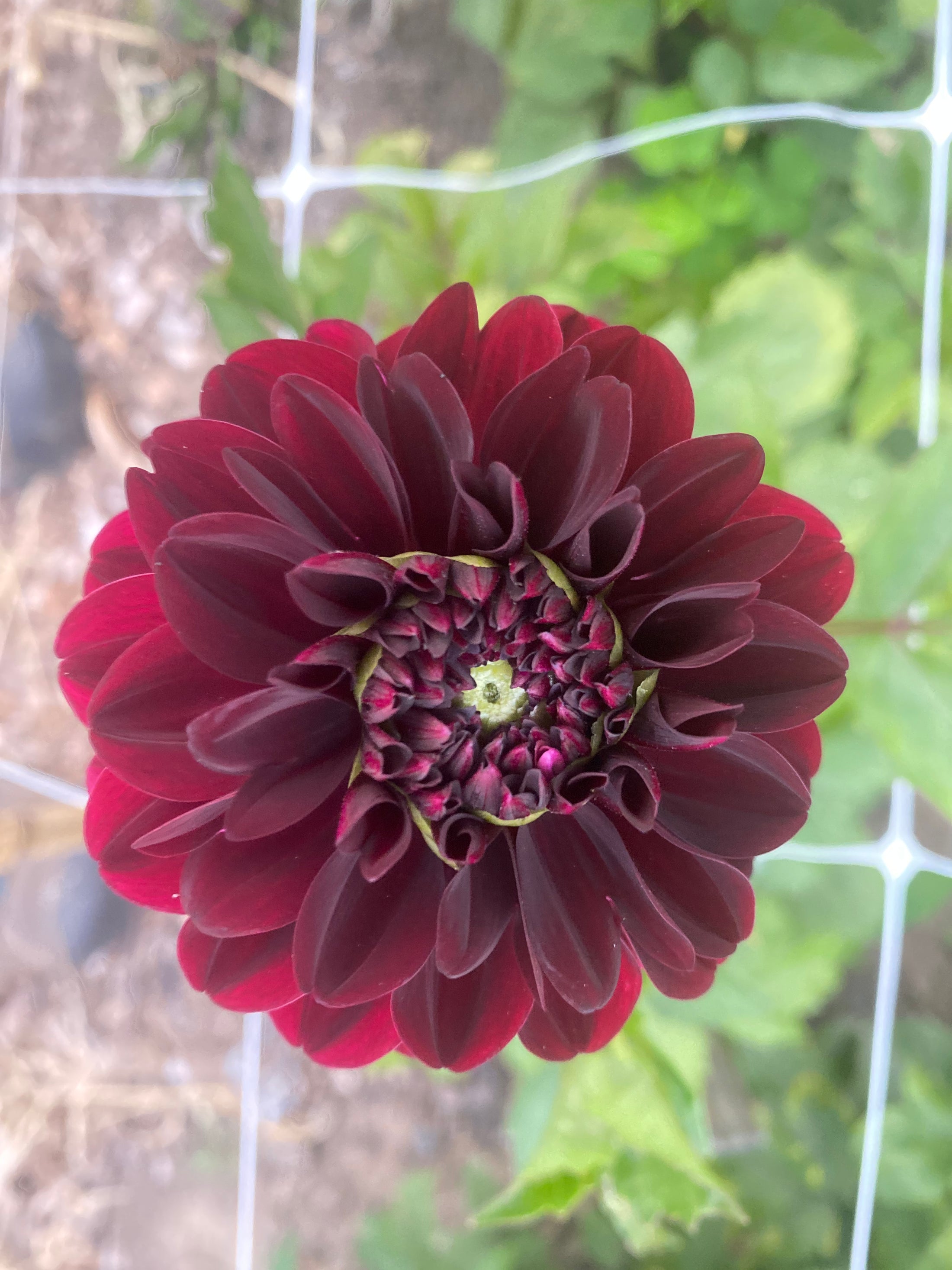 Lights Out Dahlia Tuber Glenerie Farm
