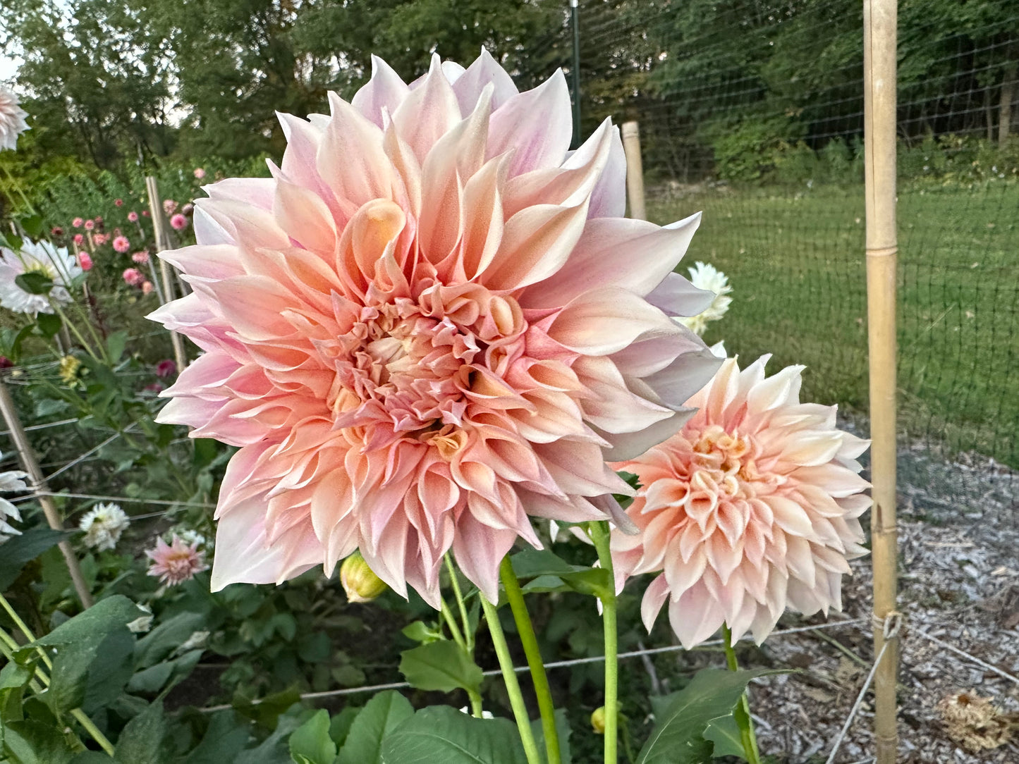 Cafe au Lait Dahlia Tuber