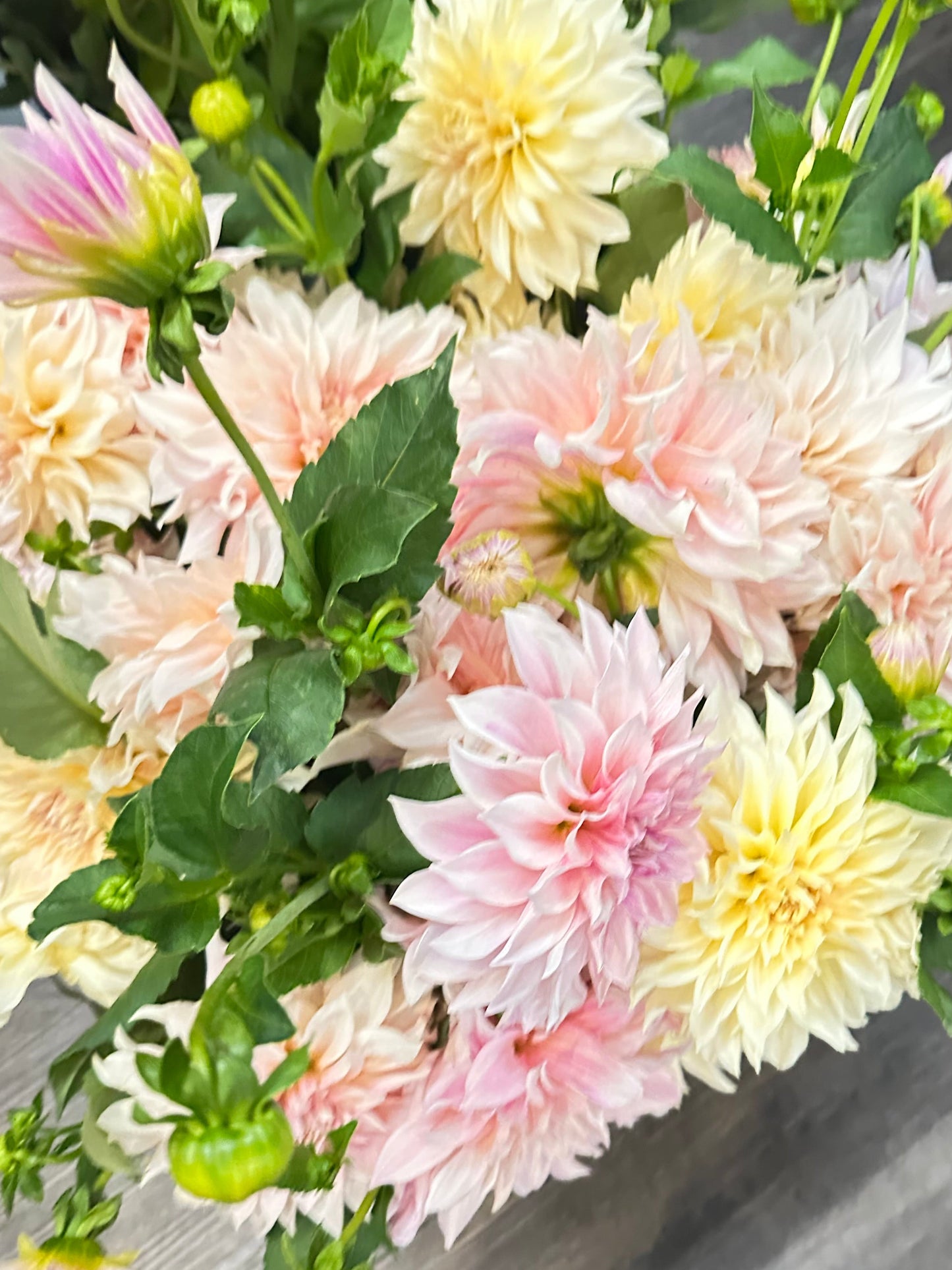 Cafe au Lait Dahlia Bulk Tuber (10 Pack)
