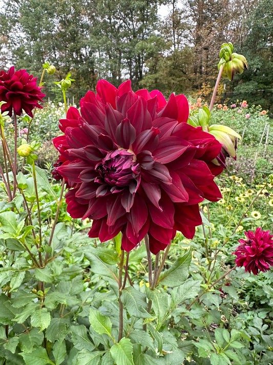 Rip City Dahlia Tuber