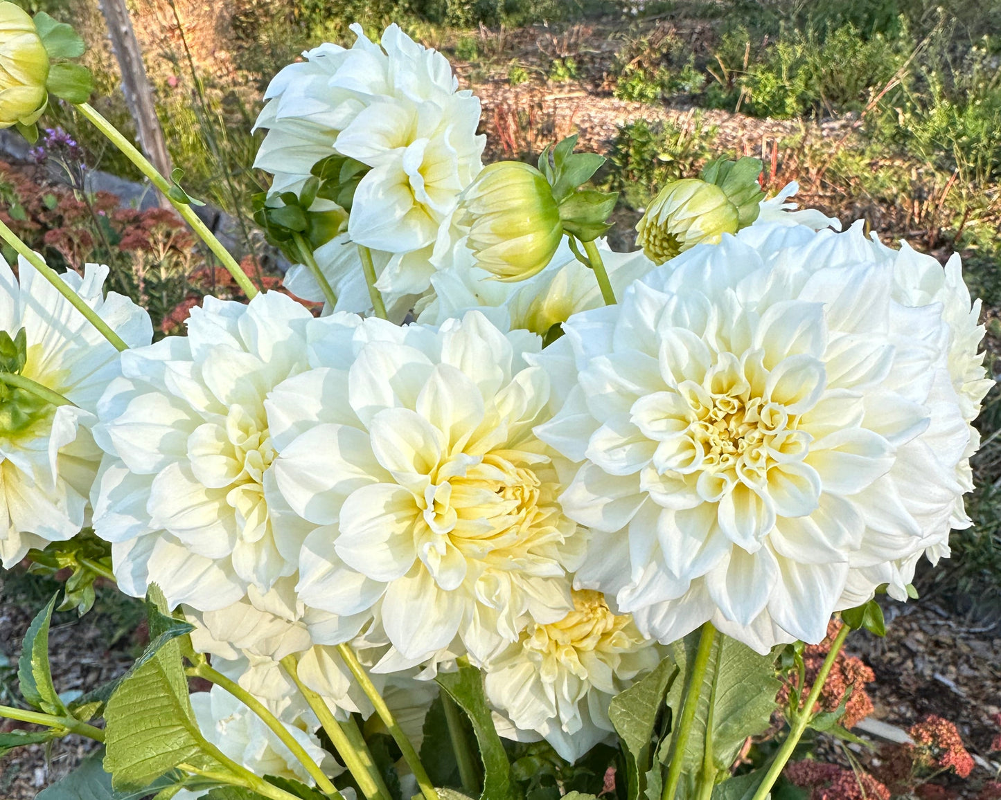 Bouquet of white and light yellow dahlias held by a person outdoors.