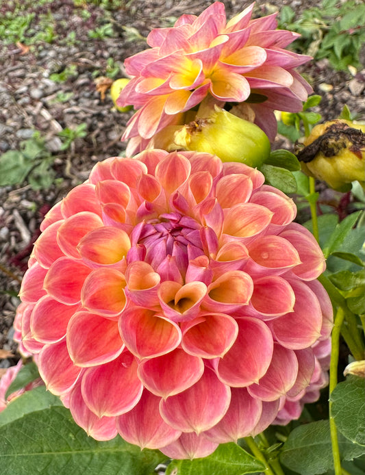 Snoho Doris Dahlia Tuber