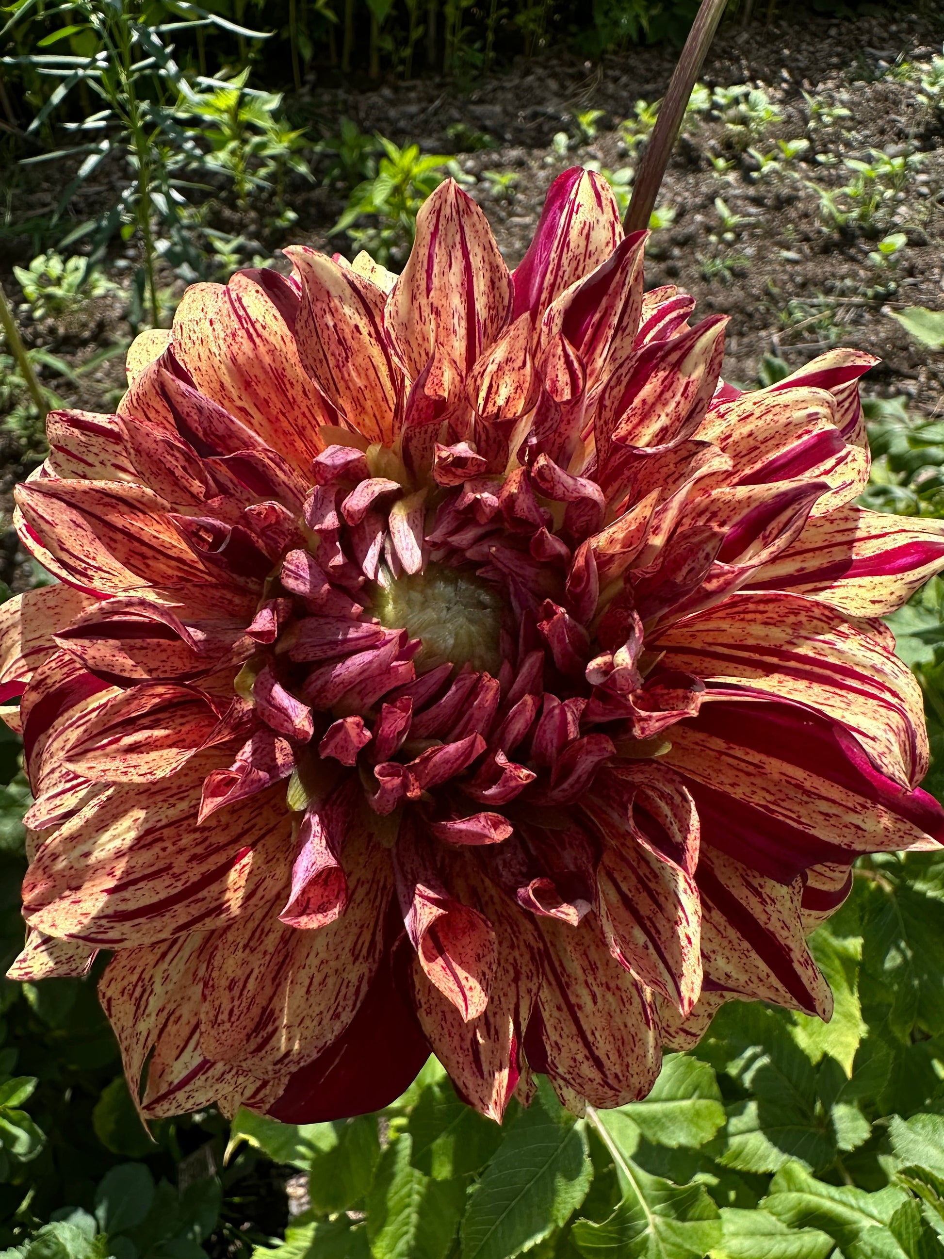 Close-up of a maroon and yellow flower with green leaves in the background