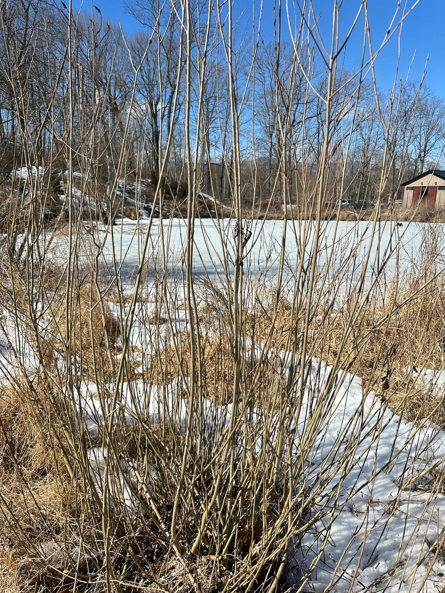 Highway Willow (5 unrooted cuttings)