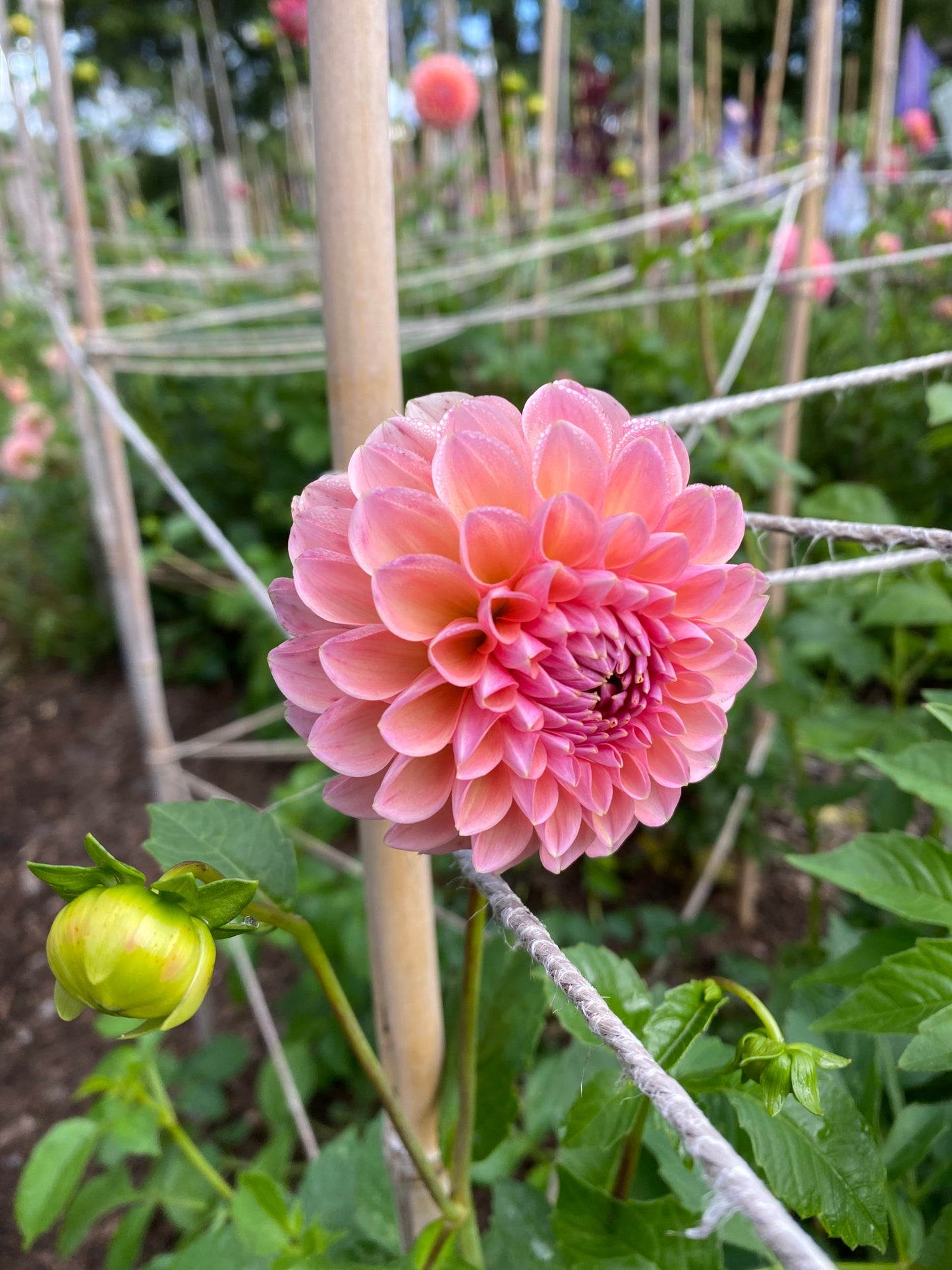 Linda‘s Baby Dahlia Tuber