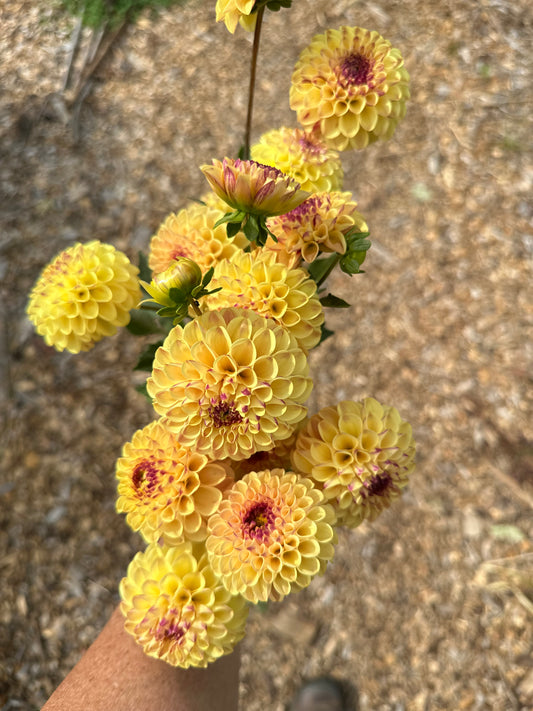 Ferncliff Spice Dahlia Tuber