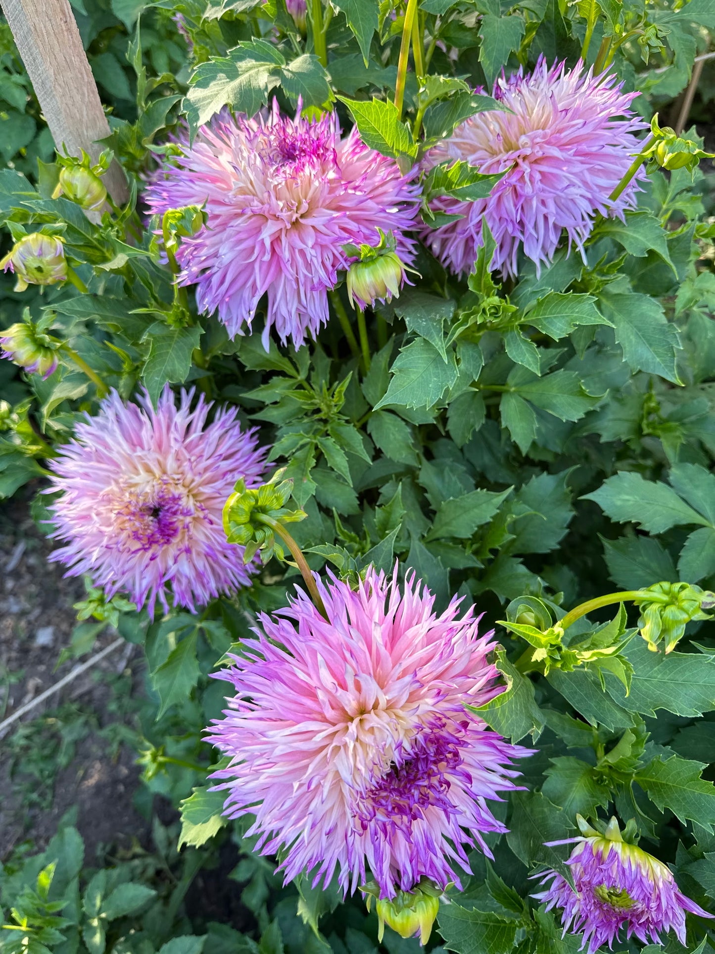 Pink dahlias blended with cream and purple, with green leaves in a garden setting