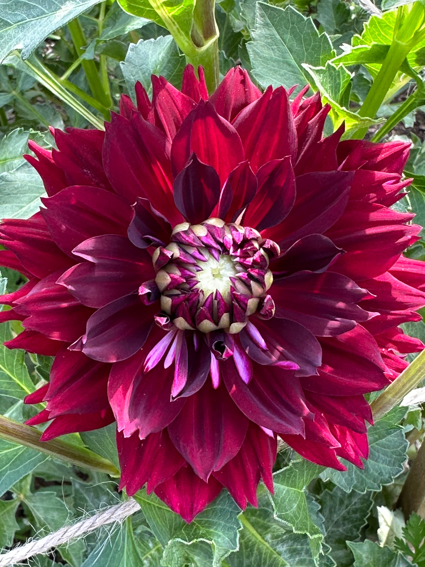 Hollyhill Black Widow