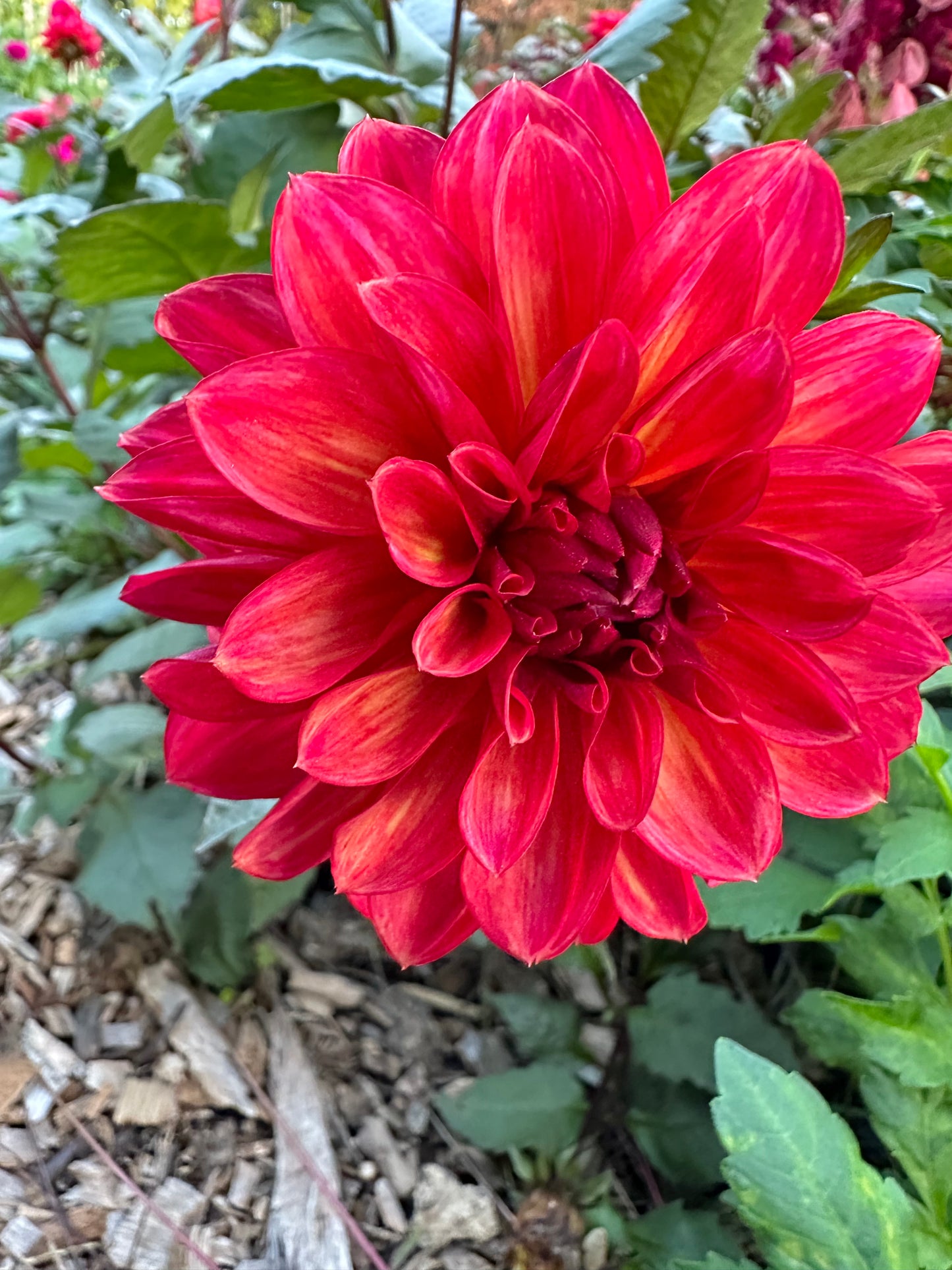 Groovy Dahlia Tuber