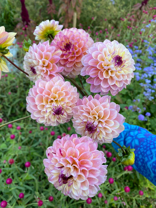 Wine Eyed Jill Dahlia Tuber