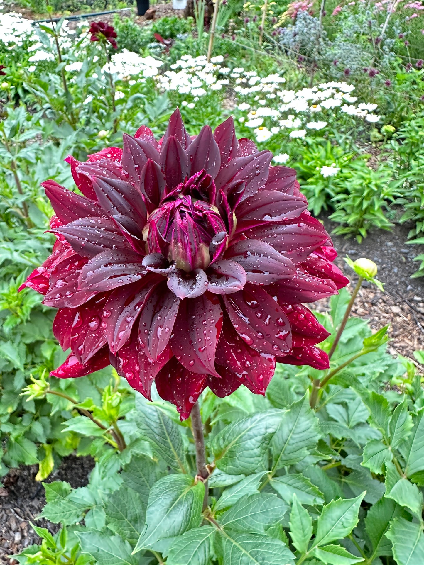 Rip City Dahlia Tuber