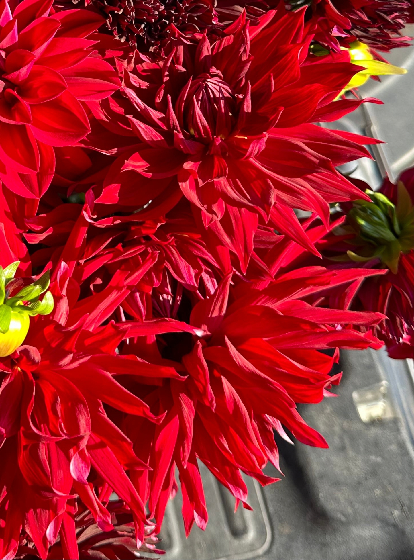 Avatar ALL RED Dahlia Tuber